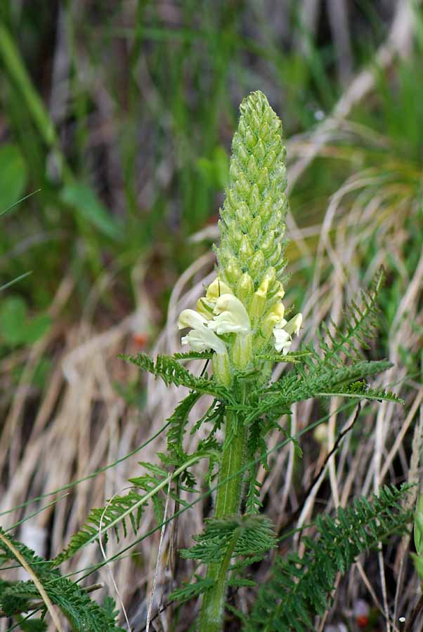 Pedicularis comosa